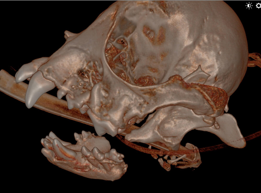 Rostral_MNectomy_Aug_2023_CT_02