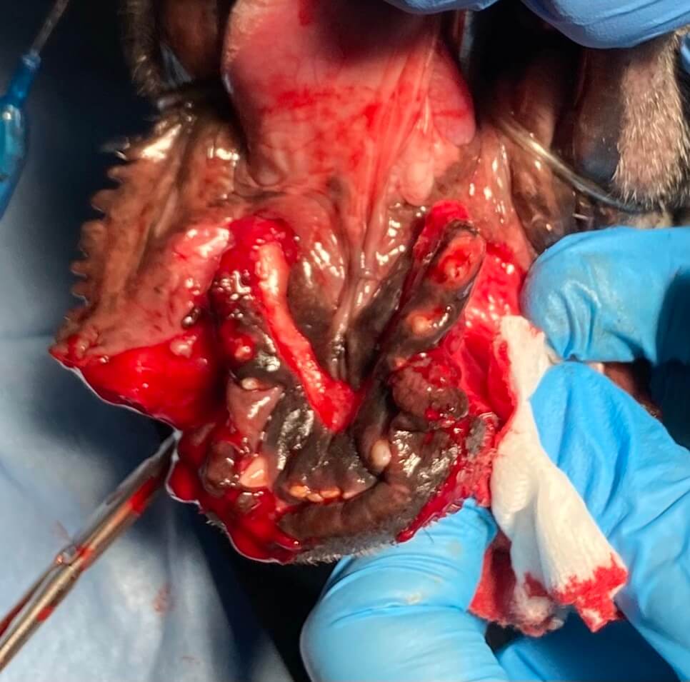 during and preservation of salivary ducts