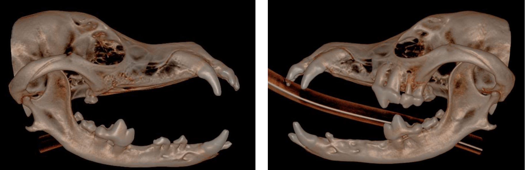 CBCT Hard tissue reconstruction with RDVM