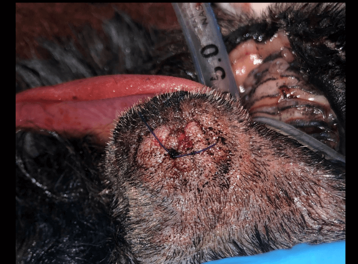 cosmetic closure after removal of most of mandibles.jpg