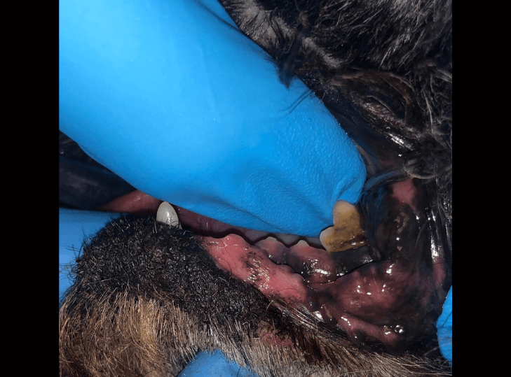 inital mandible length before surgery