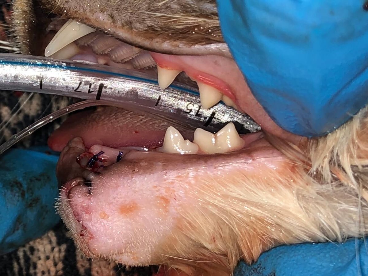2 FIOT Rostral_MNectomy_Sept_2023_After_1
