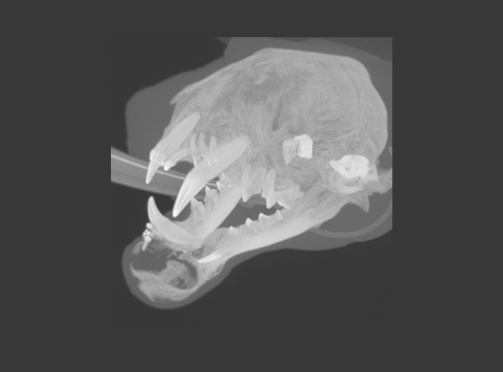 2 FIOT Rostral_MNectomy_Sep_2023_CT_04