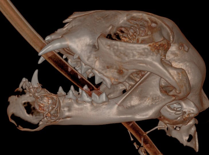 2 FIOT Rostral_MNectomy_Sep_2023_CT_01