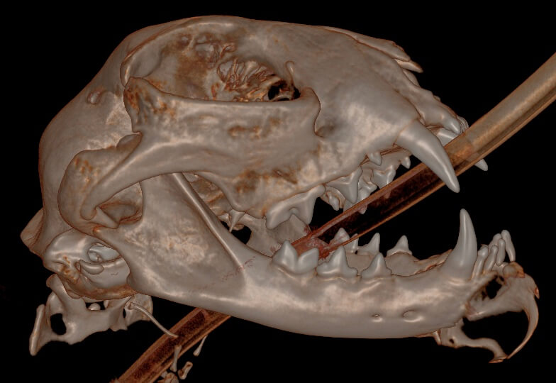 2 FIOT Rostral_MNectomy_Sep_2023_CT_02