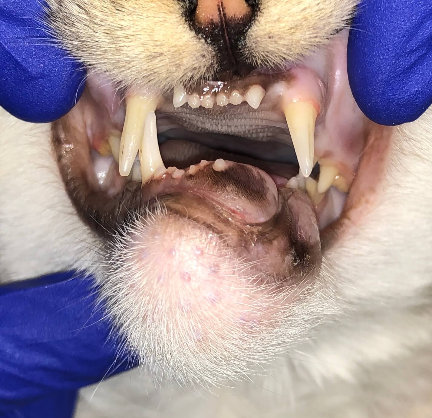 2 FIOT Rostral_MNectomy_Sept_2023_Before_2