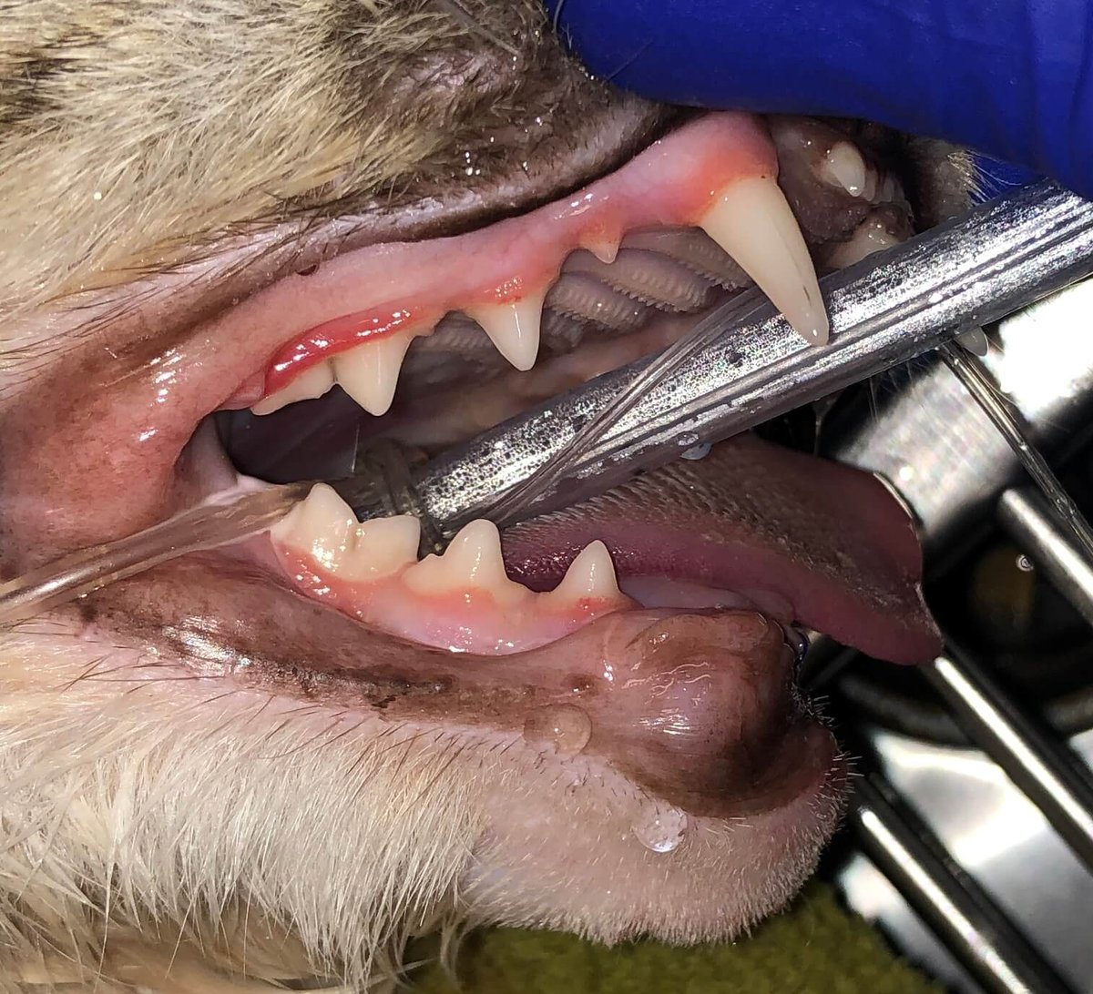 2 FIOT Rostral_MNectomy_Sept_2023_After_3