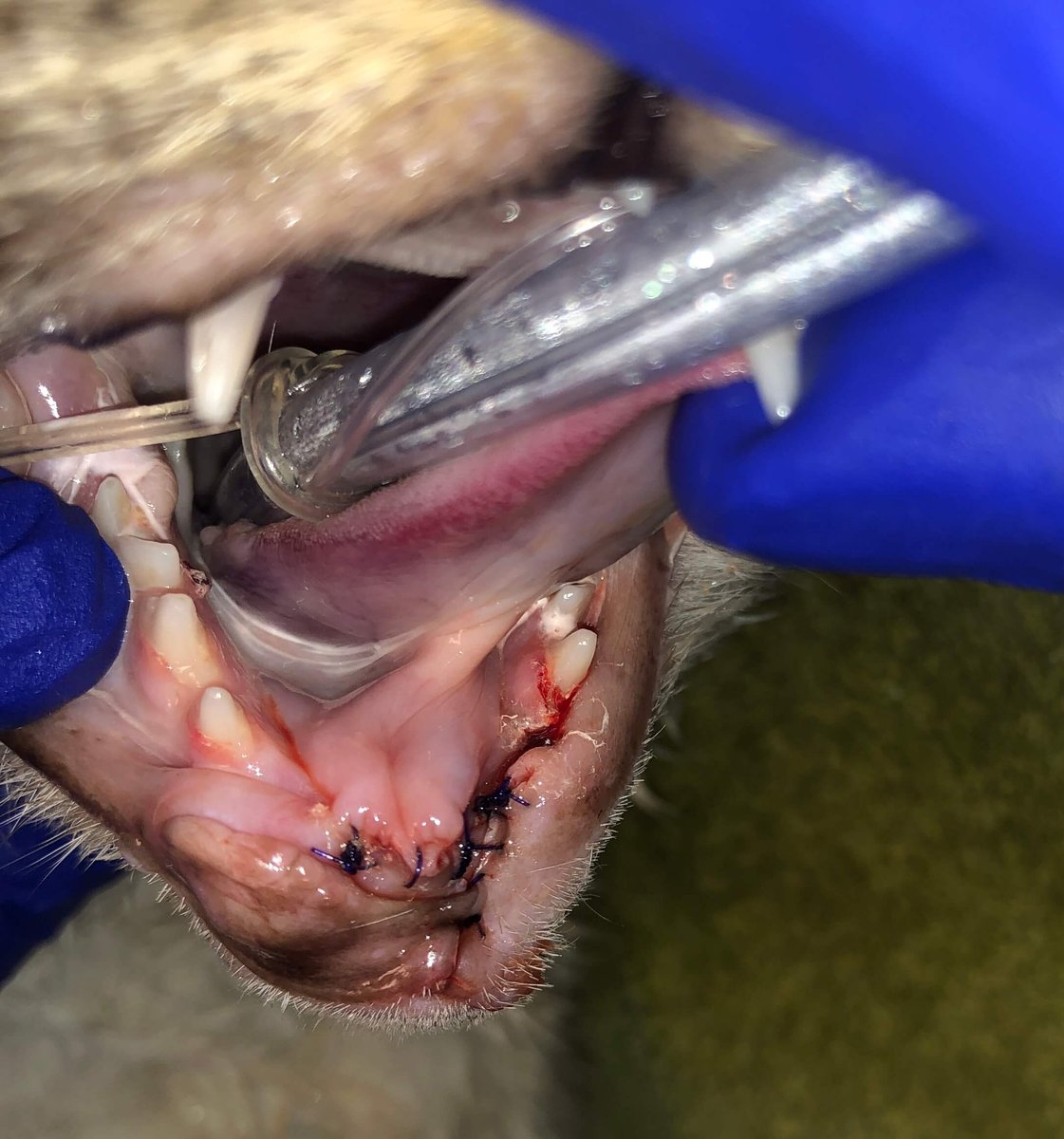 2 FIOT Rostral_MNectomy_Sept_2023_After_4