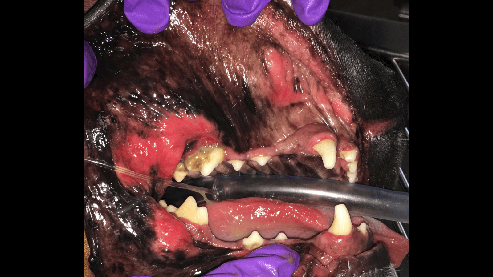Canine Chronic Ulcerative Stomatitis (CCUS)