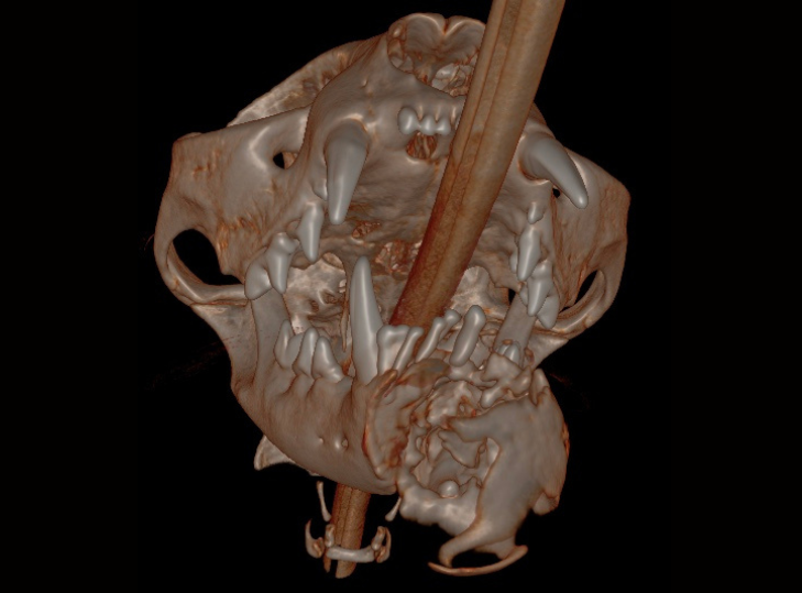 Bilateral Rostral Mandibulectomy - Oral Mass