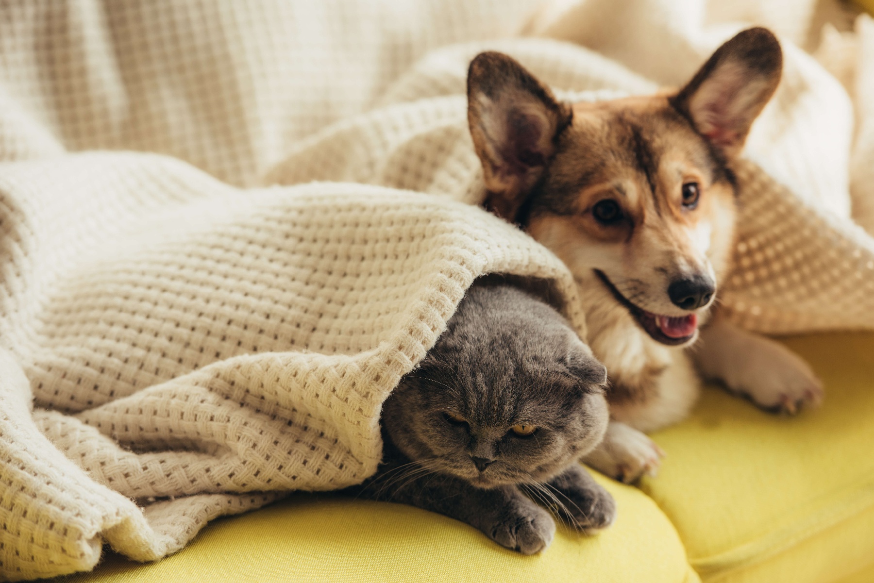 funny-scottish-fold-cat-and-welsh-corgi-dog-lying-2022-12-16-21-22-27-utc (1)-1