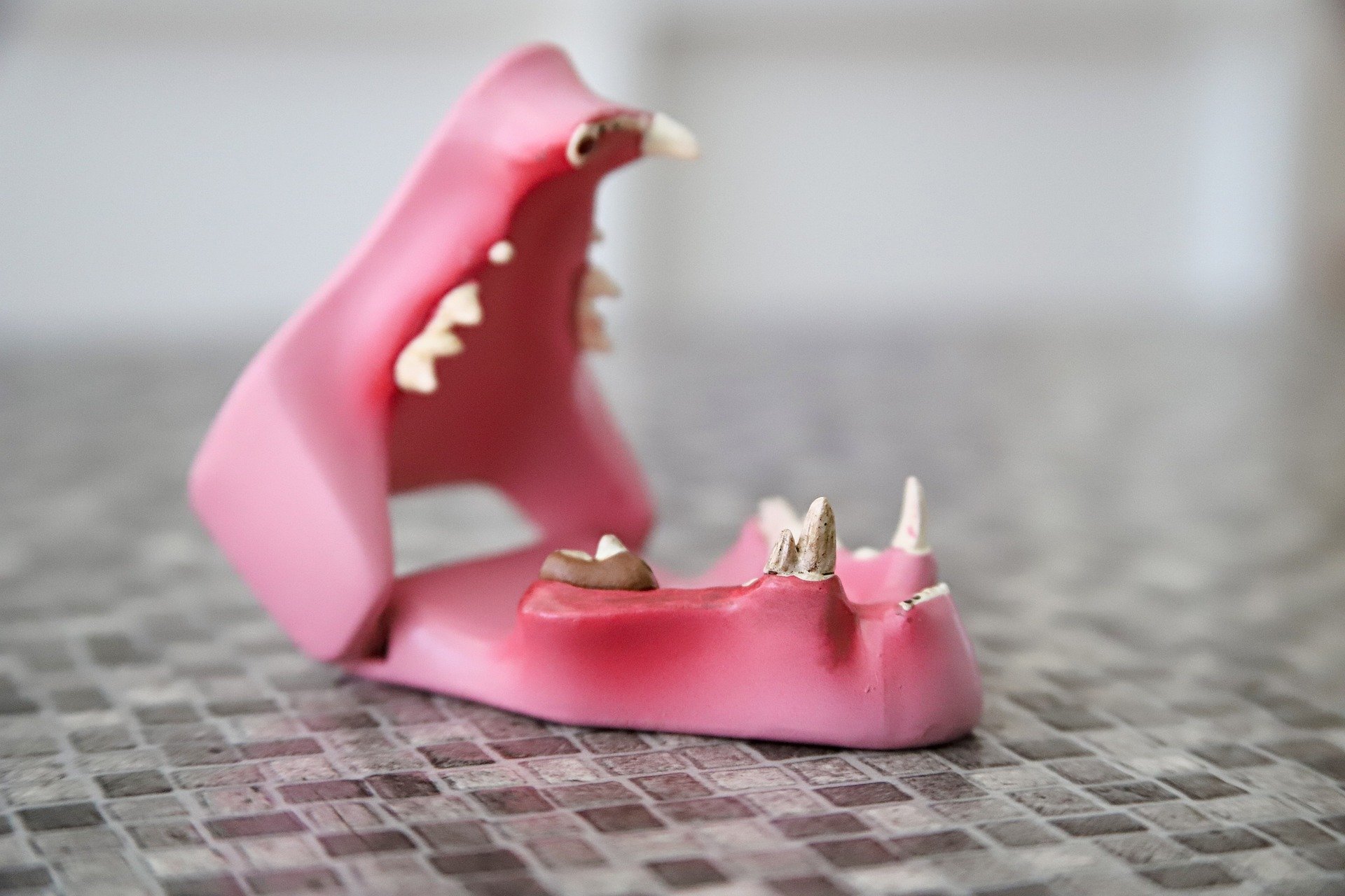 Damaged Feline Teeth